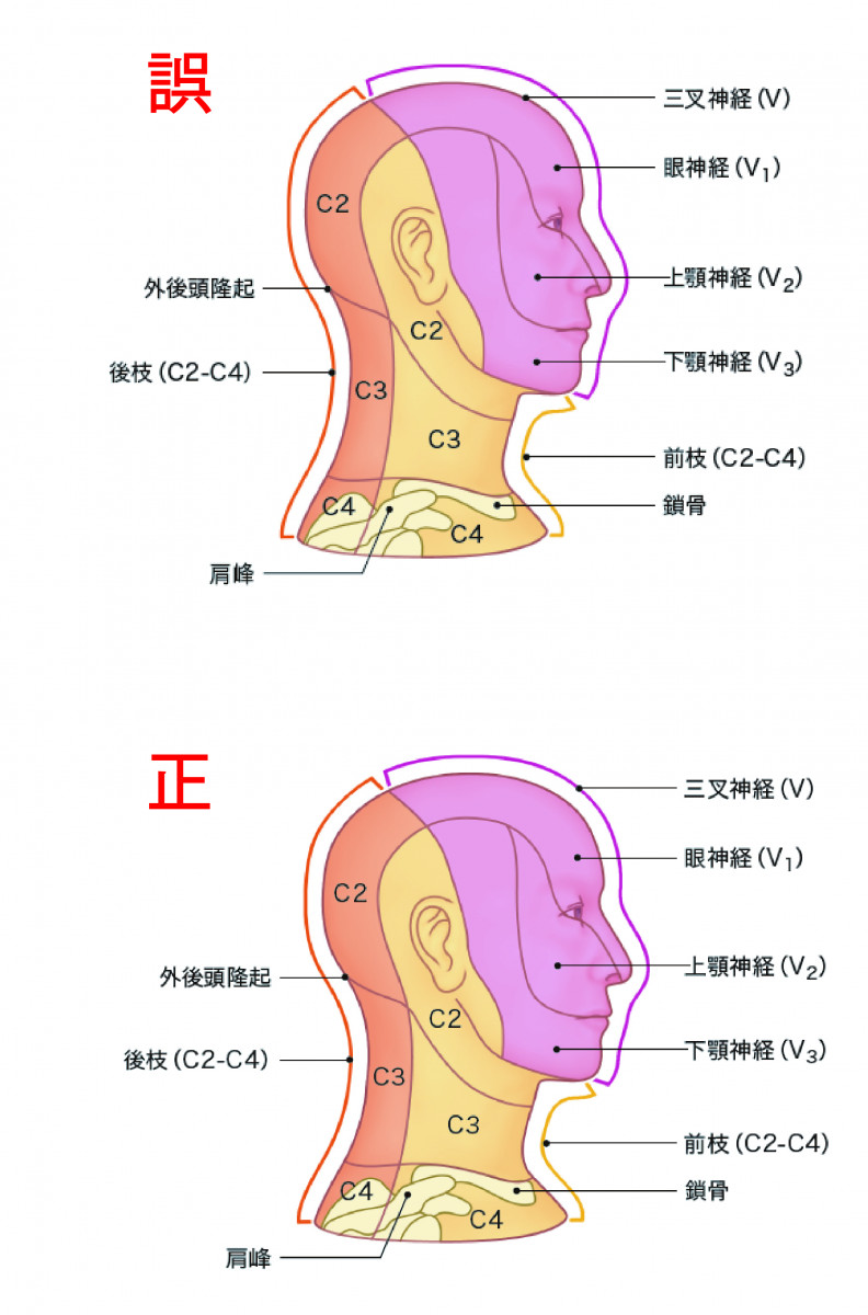 脊椎エコーのすべて – 日本医事新報社