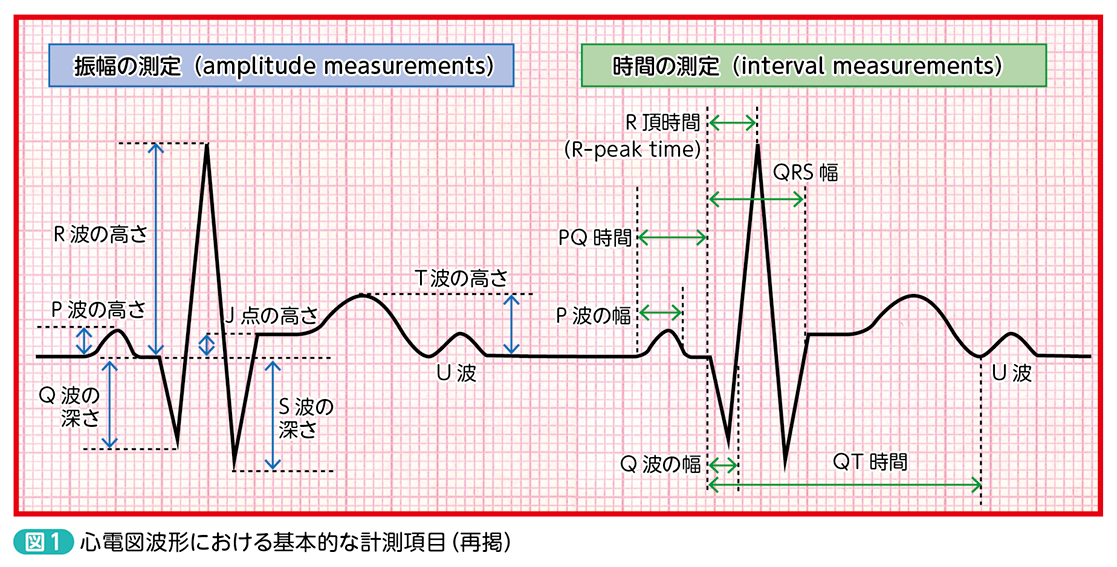 波形の“採寸”（基本計測）【後編】／Basic measurements［Dr.ヒロの
